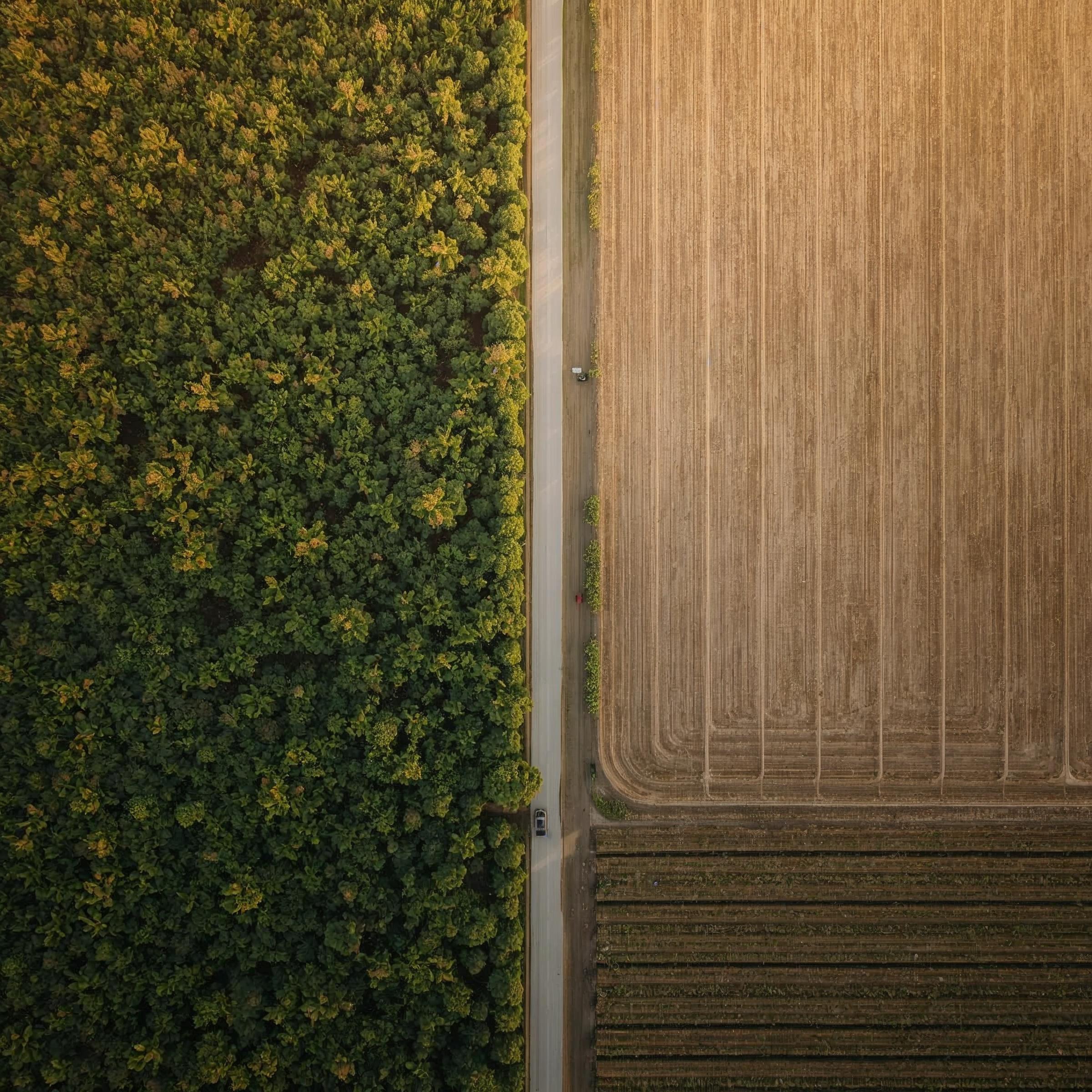 Aerial view of a road dividing dense green forest from golden harvested fields